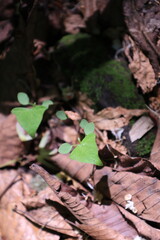 丸い双葉と三角の葉をつけた緑色のミヤマタニソバの葉