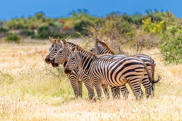 Zebra in Tsavo East National Park. Kenya.
