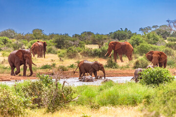 Elephant in East Tsavo Park in Kenya.
