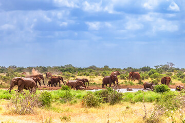 Elephant in East Tsavo Park in Kenya.