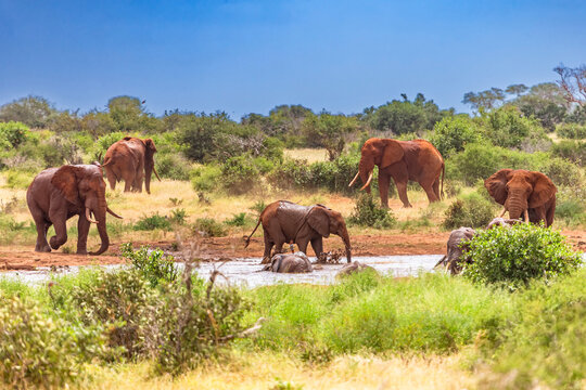 Elephant in East Tsavo Park in Kenya.