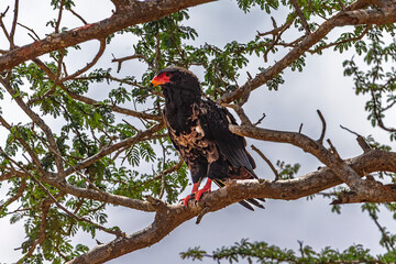 Bateleur eagle in Tsavo East National Park. Kenya.