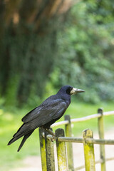 Rook perched on fence with blurred background . High quality photo