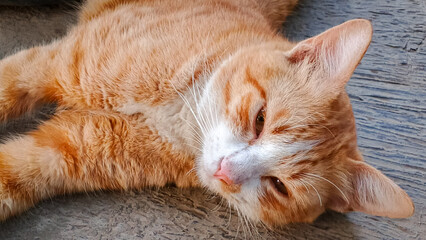 Close-up of a relaxed orange tabby cat lying on a concrete floor. Perfect for pet themes, calm moments, and animal lifestyle visuals.
