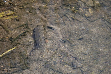 浅い水面を泳ぐ1匹のアカハライモリ
