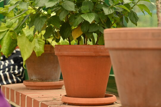 plant in a terracotta pot