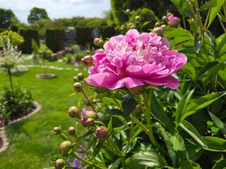 Pfingstrose im Garten