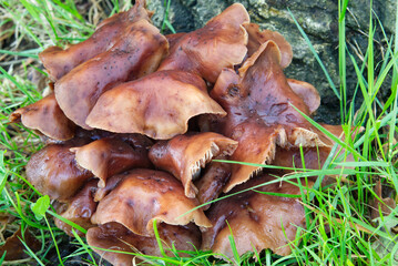 Shingle mushroom, Gymnopus fusipes, Collybia fusipes, Synonyms: Collybia fusipes. Asturias, Spain, Europe