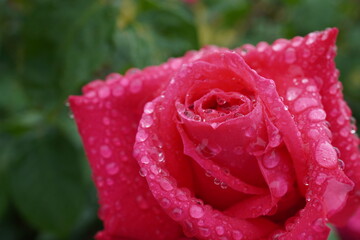 雨に濡れた薔薇（マリアカラス）
