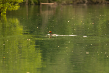 Great crested grebe