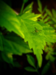 fly on leaf.