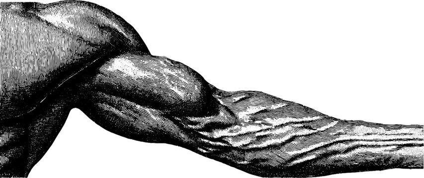Anatomical engraving of muscular arm with detailed vein structure for educational use