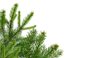Christmas decorations tree branch on corner border, pine branch isolated on transparent background.
