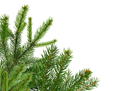 Christmas decorations tree branch on corner border, pine branch isolated on transparent background.