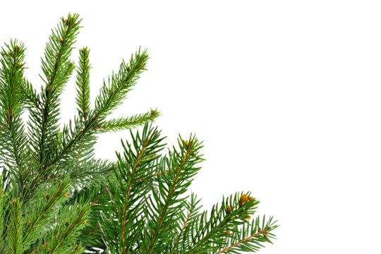 Christmas decorations tree branch on corner border, pine branch isolated on transparent background.