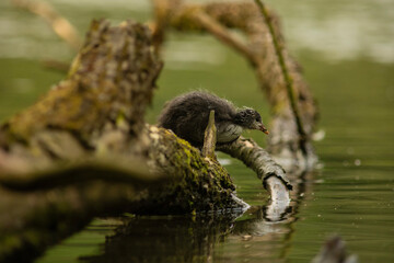 Obraz premium Eurasian coot