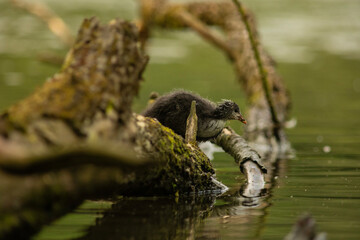 Eurasian coot