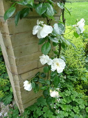 white flowers on wood
