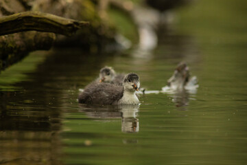 Eurasian coot