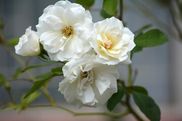 White roses with blue background.  