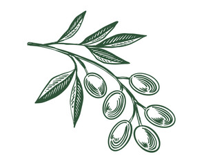 Olive branch sketch with olives and leaves
