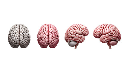 Human Brain Anatomy 3D Model in Multiple Angles, Educational Medical Illustration, Isolated on Transparent Background

