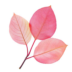 Obraz premium Three Delicate Pink Autumn Leaves on a Branch A CloseUp Botanical Study isolated on transparent background