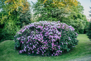 Blooming Pink and Purple Rhododendron Bush in Park