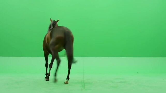 Brown horse walking on a green screen background for easy keying. Animal chroma key footage.