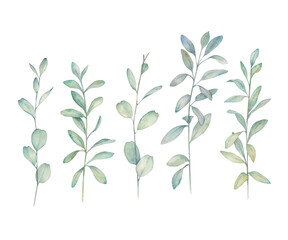 Greenery print. Watercolor  branches and leaves collection. Hand drawn isolated illustration on white background