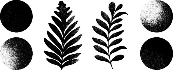 Engraved botanical illustration set featuring rounded leaves and textured circles for design