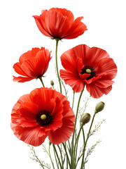Obraz premium Red poppies flowers isolated on white background.