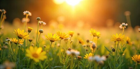 Golden hour sunlight bathes a vibrant summer field, wildflowers swaying gently in the breeze Perfect for themes of nature, warmth, and carefree summer days , beauty, outdoors