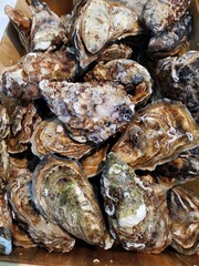 Fresh Fine de Claire Oyster at supermarket