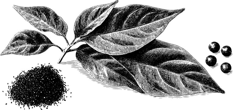 Engraved botanical illustration of zaatar blend and sumac for culinary design