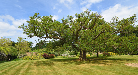 Large spreading Oak tree in garden with lawn