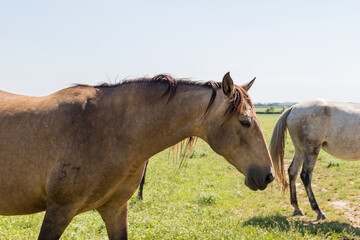 Portrait of a Lusitano horse in the field, Golegã