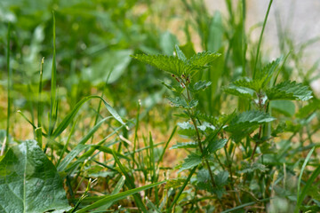 Nettle (Urtica dioica) growing in the grass