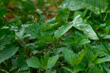 Nettle (Urtica dioica) growing in the grass
