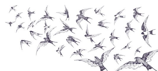 Fototapeta premium Flock of swallows is flying in the sky. Crowd of birds is soaring in the air on vintage sketch. Drawing group of martins flies. Flight of birdies. Hand drawn vector illustration on white background