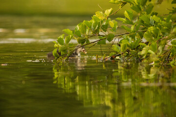 Eurasian coot