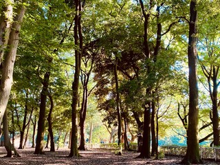 trees in the park