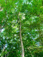 Fototapeta premium trees in the forest