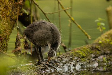 Eurasian coot