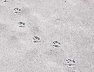 Cat or fox paw prints on beach or desert. © Jan
