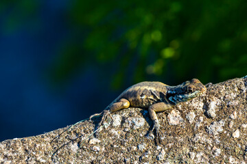 Lizard on rock in tropical rainforest Rio de Janeiro Brazil.