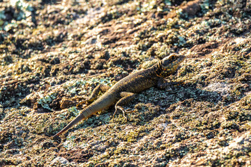 Lizard on rock in tropical rainforest Rio de Janeiro Brazil.