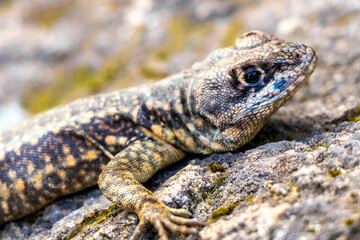 Lizard on rock in tropical rainforest Rio de Janeiro Brazil.