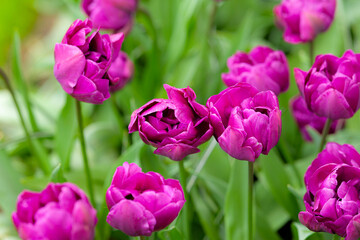 Fototapeta premium Colorful tulips blooming in Keukenhof park, Netherlands