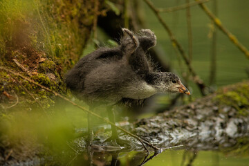Eurasian coot